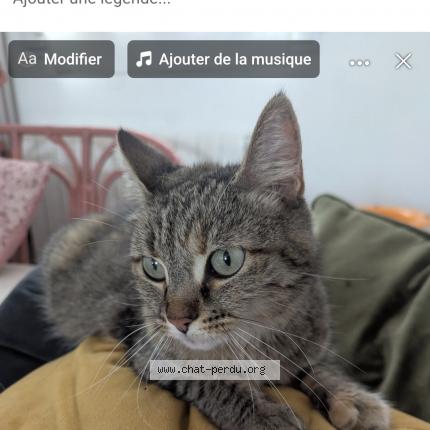 Photo 1/1 Yoko Chat lost in Angers