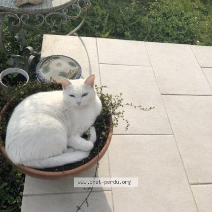 Photo 1/1 MISTINGUETTE Chat lost in Le blanc mesnil