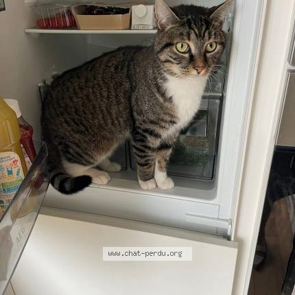 Foto 1/1 Kat teruggevonden Vermist in Linkebeek