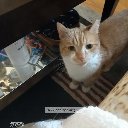 Photo 1/1 Walter Chat lost in Greenville