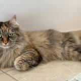 Picture of cat lost at Woluwe Saint Lambert