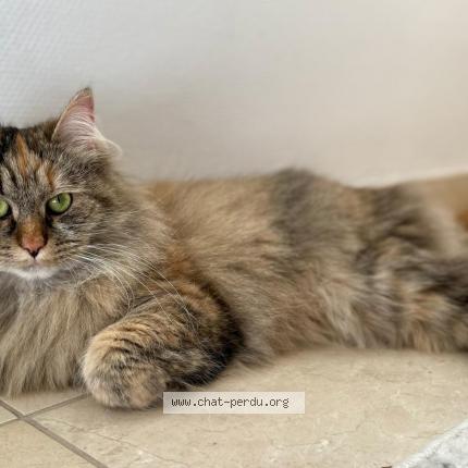 Photo 1/1 Hannah Chat lost in Woluwe saint lambert