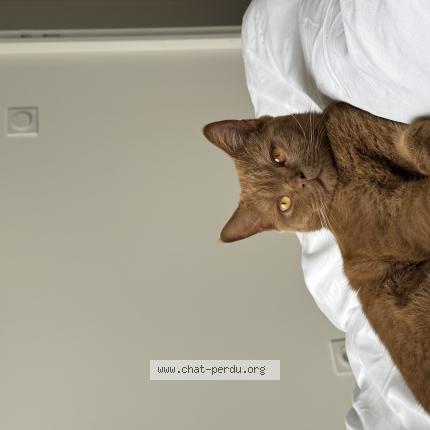 Photo 1/1 Yoko Chat lost in Villeparisis