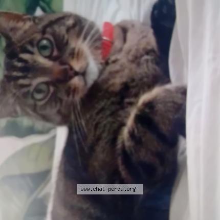 Photo 1/1 Eliot Chat lost in Entre generac et milhaud