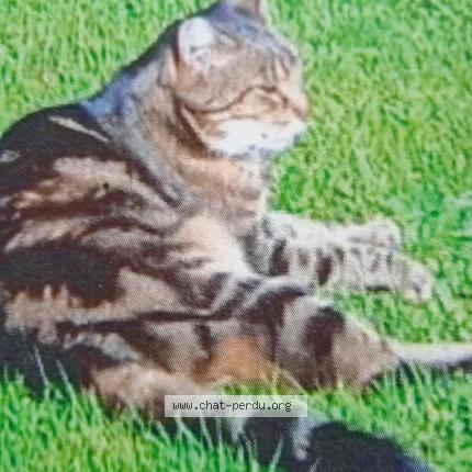 Photo 1/1 HIPPY Chat lost in Martigny