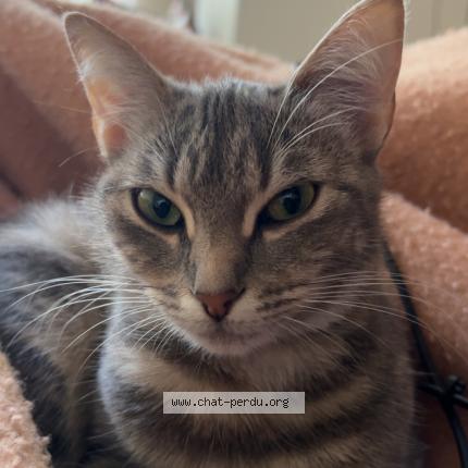 Photo 1/1 Vivi Chat lost in Fontenay le comte