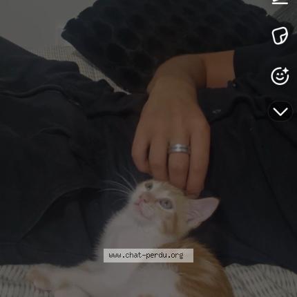 Photo 1/1 Dobby Chat lost in Beziers