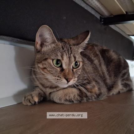 Photo 1/1 Maya_Azilys Chat lost in Nantes