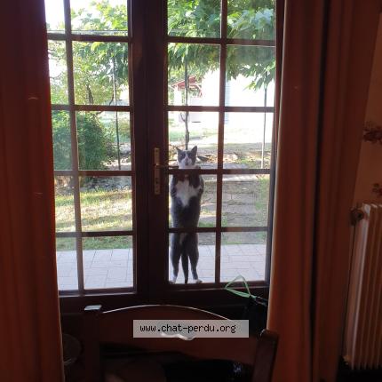 Photo 1/1 Toundra Chat lost in Bourges