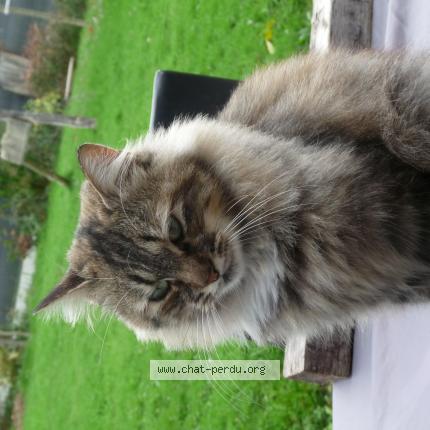 Photo 1/1 minione Chat lost in Sainte anne sur brivet