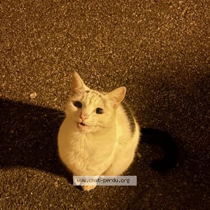 Photo 1/1 Found cat Found in Saint etienne du rouvray