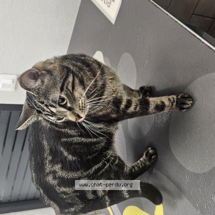 Photo 1/1 FRIFRI Chat lost in Thionville