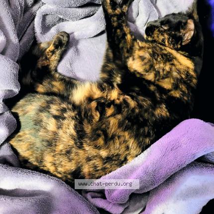 Photo 1/1 Zounie Chat lost in Gap