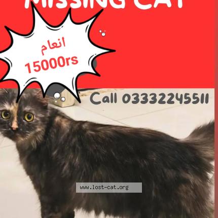 Photo 1/1 Gullu Chat lost in Islamabad