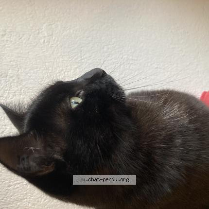 Photo 1/1 Samba Chat lost in Saint cyr sur mer