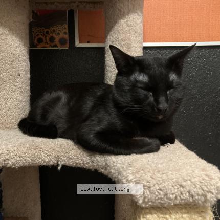 Photo 1/1 Zorro Chat lost in Temple