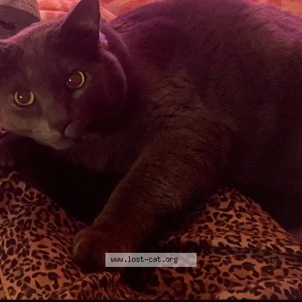 Photo 1/1 Charlie Chat lost in Ottawa