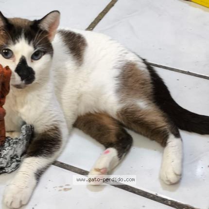 Photo 1/1 Lucrecia Chat lost in Guadalajara