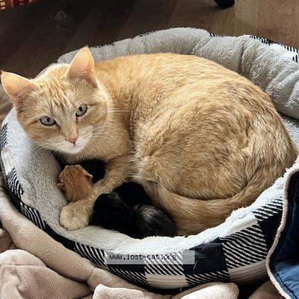 Photo 1/1 Tomato Chat lost in Frederick