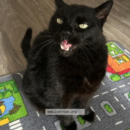 Photo 1/1 Kotik Chat lost in Achern