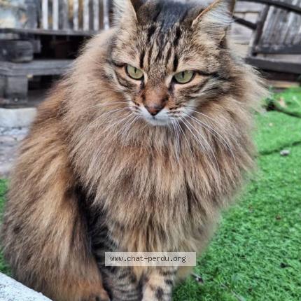 Photo 1/1 Mimi Chat lost in Toulon