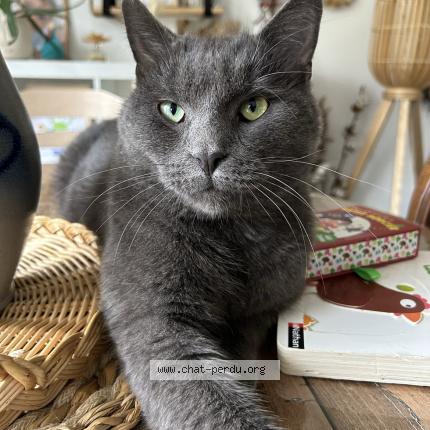 Photo 1/1 Sophie Bourcier Chat lost in Dombasle sur meurthe