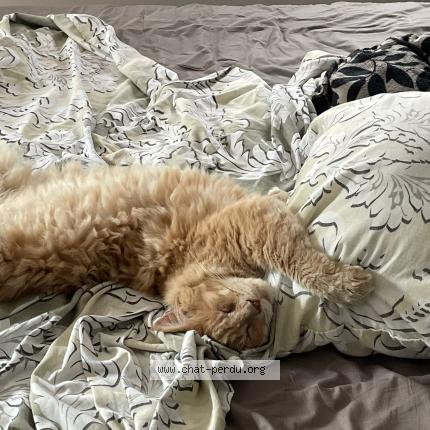 Photo 1/1 Leo Chat lost in Pignans