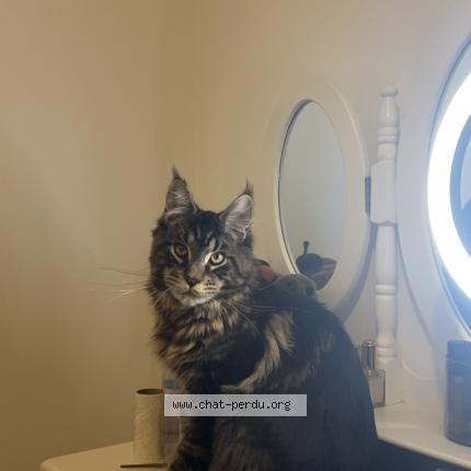 Photo 1/1 Raven Chat lost in Montpellier