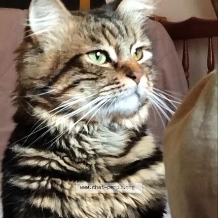 Photo 1/1 Marley Chat lost in Beziers