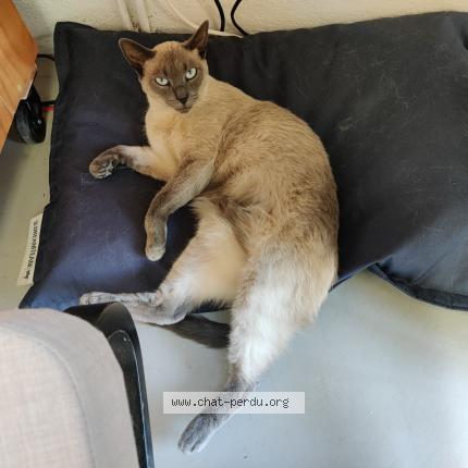 Photo 1/1 Udo Chat lost in Bagnolet