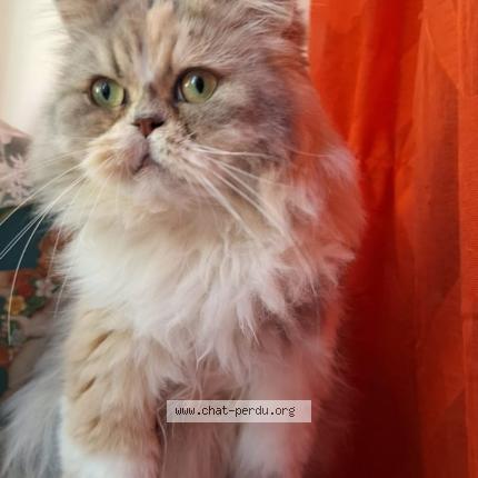 Photo 1/1 Titounette Chat lost in Mulhouse