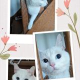 Picture of cat lost at Toulouse