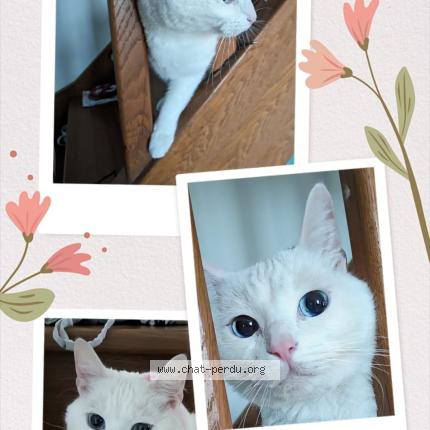 Photo 1/1 Penny Chat lost in Toulouse