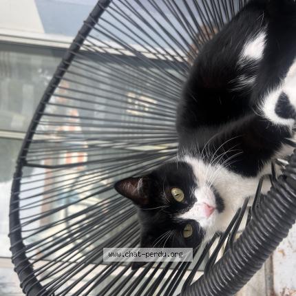 Photo 1/1 Ulba Chat lost in Chatelaillon plage