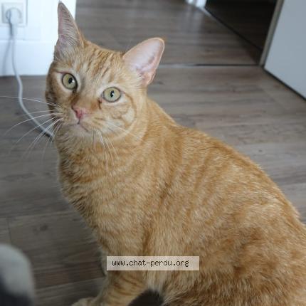 Photo 1/1 Rocky Chat lost in Nimes