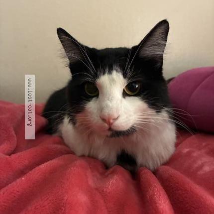 Photo 1/1 Found cat Found in Santa rosa