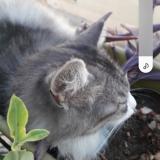 Picture of cat lost at Saint Laurent De La Salanque