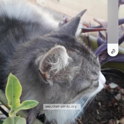 Photo 1/1 Figaro Chat lost in Saint laurent de la salanque