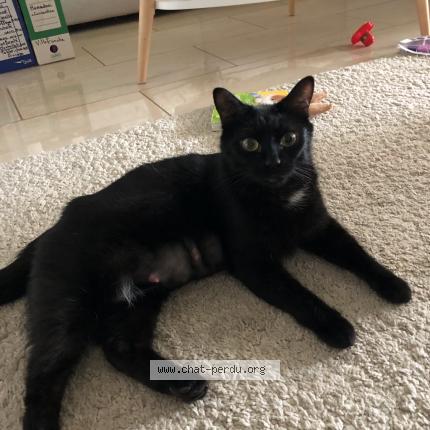 Photo 1/1 Lola Chat lost in Villefranche sur mer