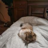 Picture of cat lost at Vienne