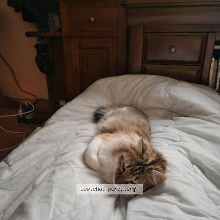 Photo 1/1 Ninouche Chat lost in Vienne