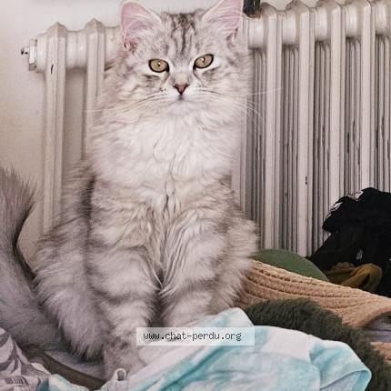 Photo 1/1 Nala Chat lost in Colomiers