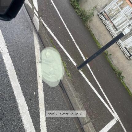 Photo 1/1 Cat reunited Found in Riom