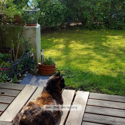 Photo 1/1 Juno Chat lost in Capellen mamer