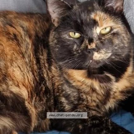 Foto 1/1 Juno Katze verloren in Capellen Mamer