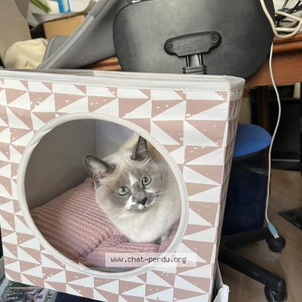 Photo 1/1 Maya Chat lost in Angers