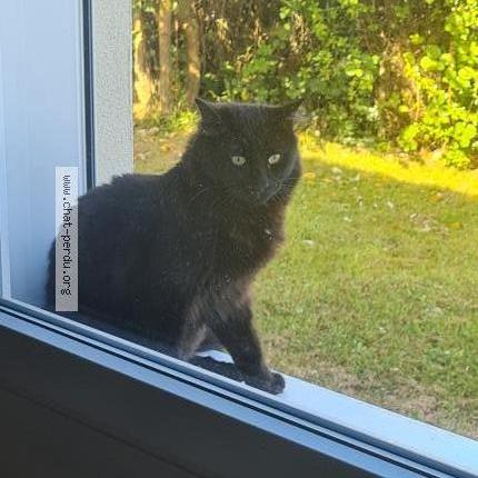 Photo 1/1 Mango Chat lost in Saint pol de leon