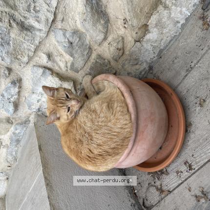 Photo 1/1 Miou Chat lost in St andre de seignanx