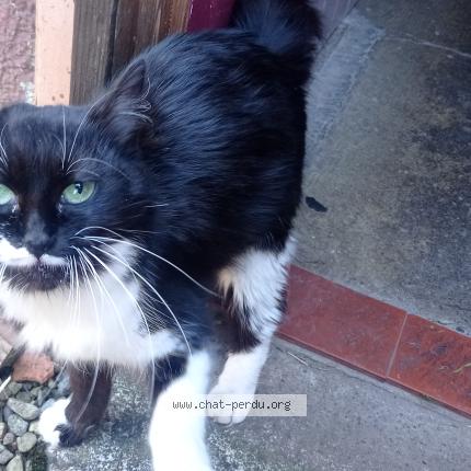 Photo 1/1 Found cat Found in Belfort