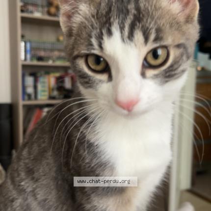 Photo 1/1 Tulipe Chat lost in Buhl